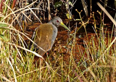 Blackish Rail