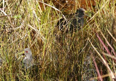 Blackish Rail