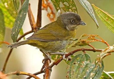 Common Bush-Tanager