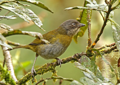 Common Bush-Tanager