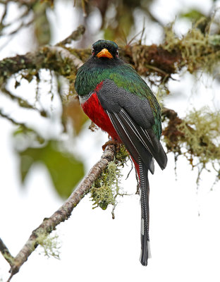 Masked Trogon