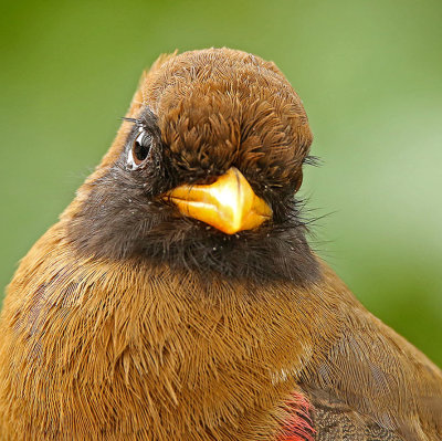 Masked Trogon