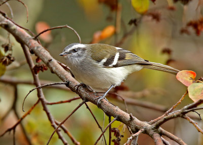 White-banded Tyrannulet