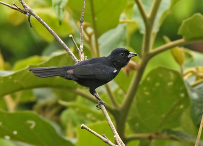 White-lined Tanager