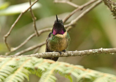 Amethyst-throated Sunangel