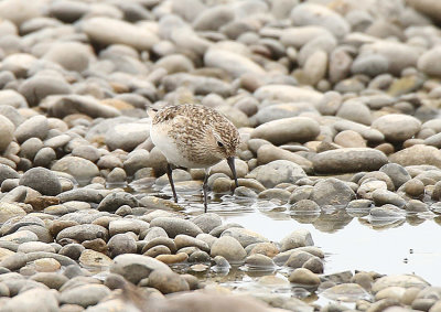 Baird's Sandpiper