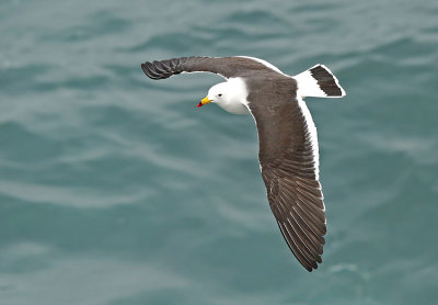 Band-tailed Gull