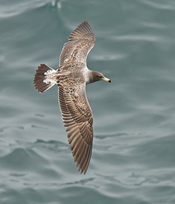 Band-tailed Gull