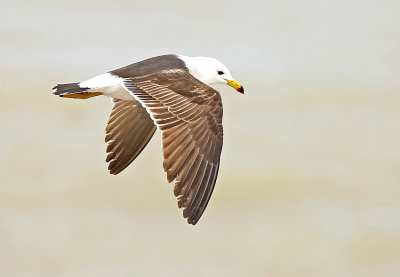 Band-tailed Gull