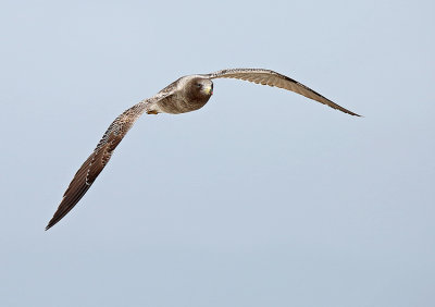 Band-tailed Gull