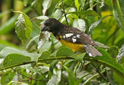 Black-backed Grosbeak