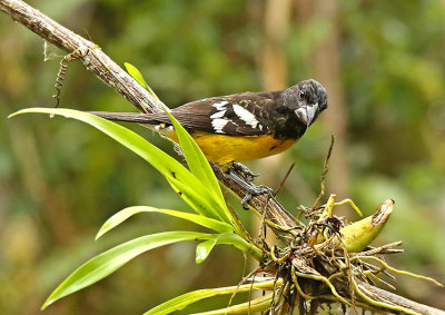 Black-backed Grosbeak