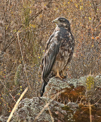 Black-chested Buzzard-Eagle