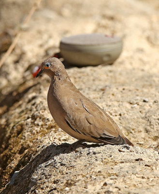 Black-winged Ground-Dove