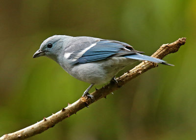 Blue-gray Tanager