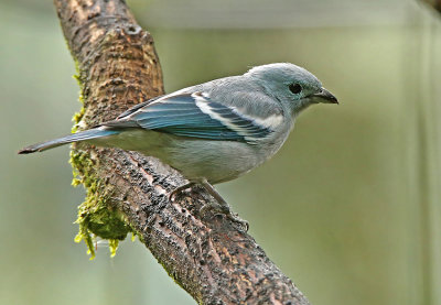 Blue-gray Tanager