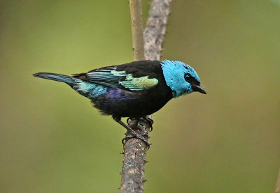 Blue-necked Tanager