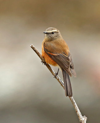 Brown-backed Chat-Tyrant