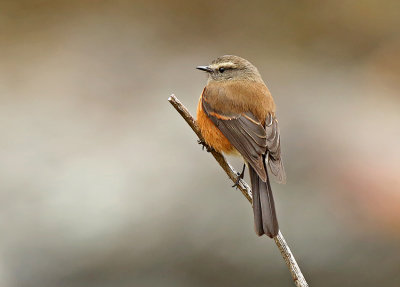 Brown-backed Chat-Tyrant