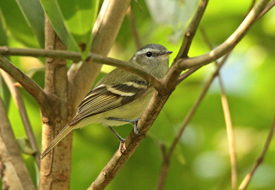 Buff-banded Tyrannulet