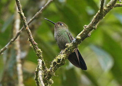 Buff-thighed Puffleg