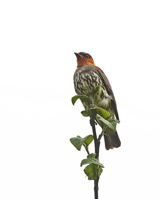 Chestnut-crested Cotinga