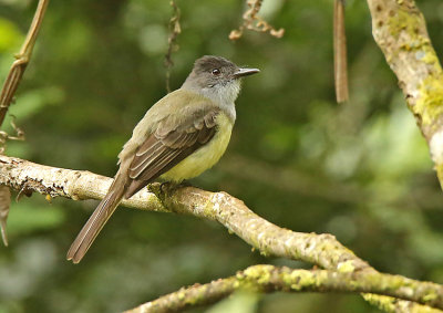 Dusky-capped Flycatcher