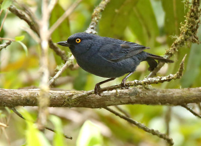 Golden-eyed Flowerpiercer