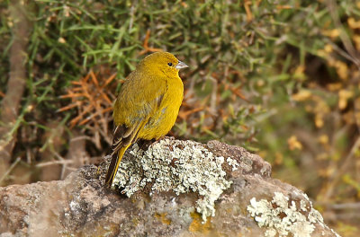 Greenish Yellow-Finch