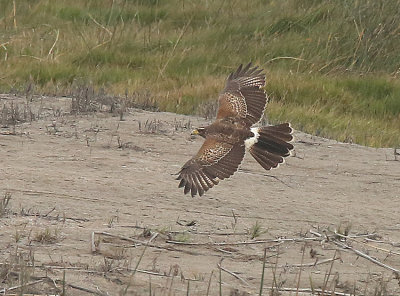 Harris's Hawk