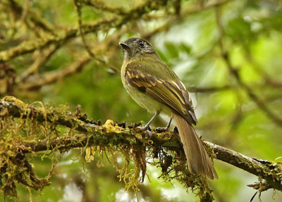 Inca Flycatcher