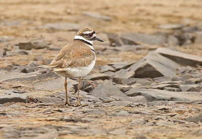 Killdeer