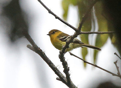 Ochraceous-breasted Flycatcher