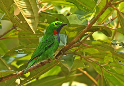 Orange-eared Tanager