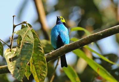 Paradise Tanager