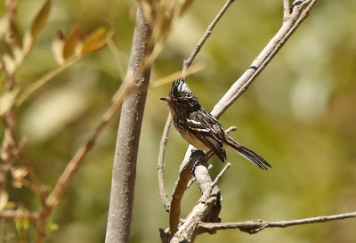 Pied-creseted Tit-Tyrant