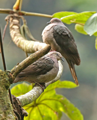 Plumbeous Pigeon