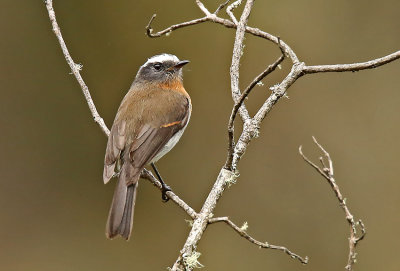 Rufous-breasted Chat-Tyrant