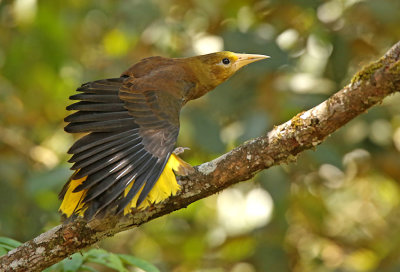 Russet-backed Oropendola