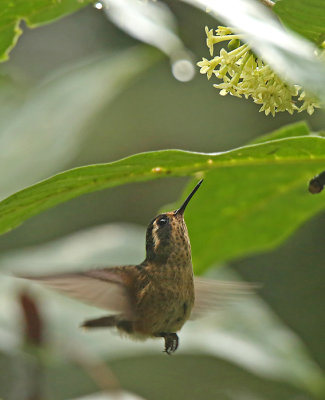 Speckled Hummingbird