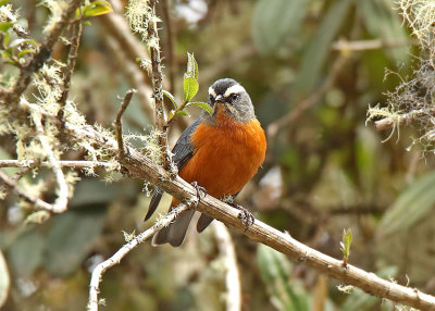 White-browed Conebill