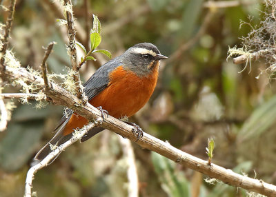 White-browed Conebill