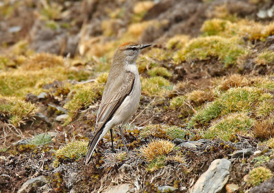 White-browed Ground-Tyrant