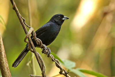 White-lined Tanager