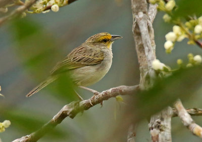 Yellow-browed Sparrow