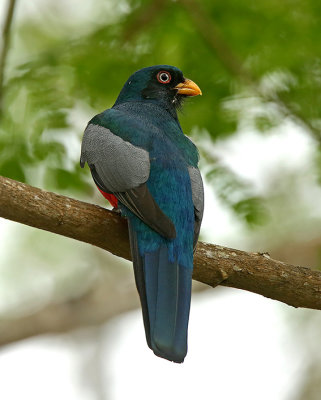 Ecuadorian Trogon