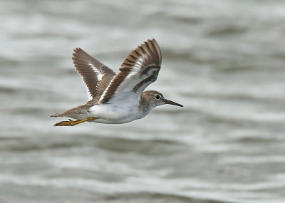 Spotted Sandpiper