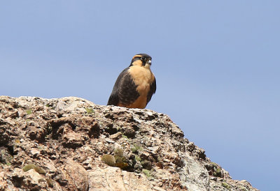 Aplomado Falcon