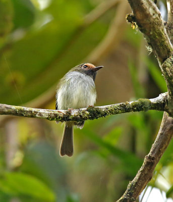 Black-throated Tody-Tyrant