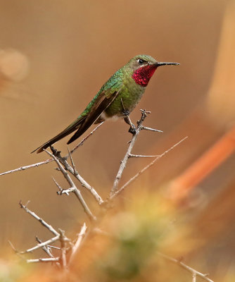 Bronze-tailed Comet